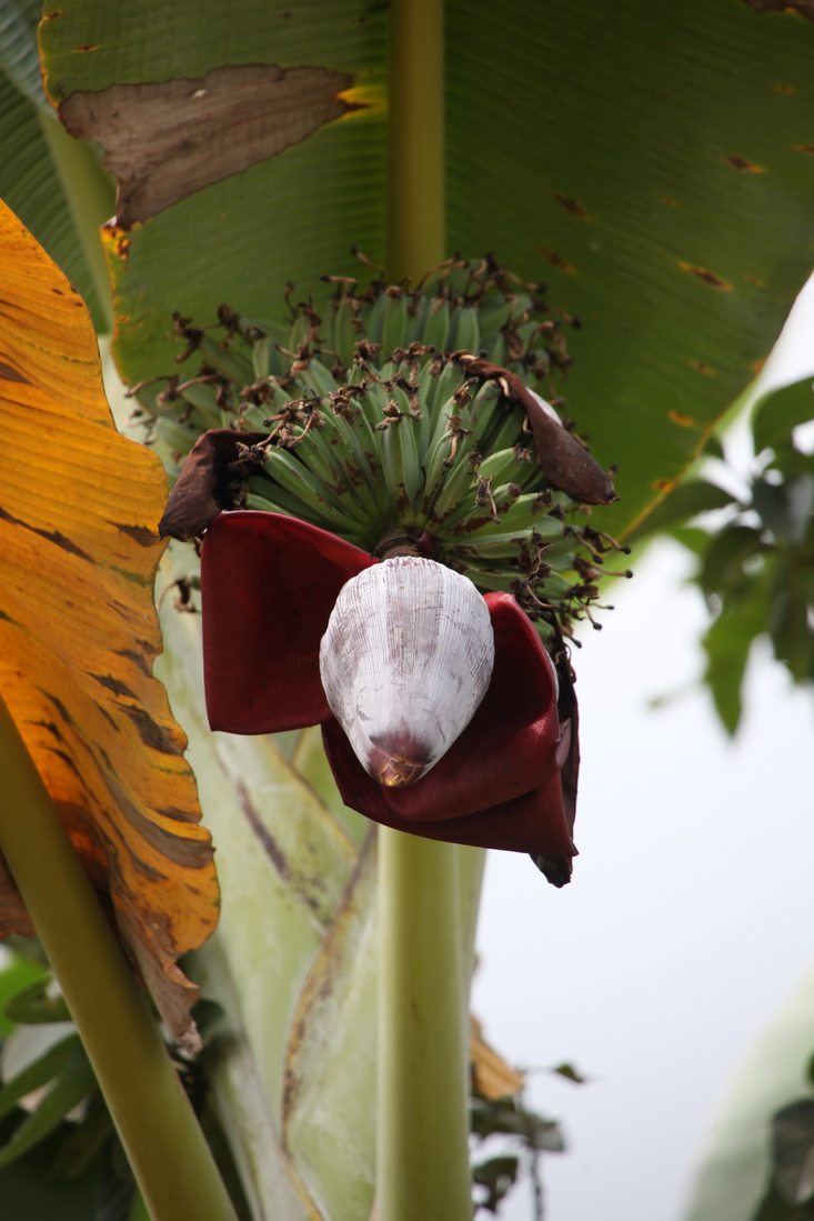 Tetebatu: Banaan (Musa) .0623