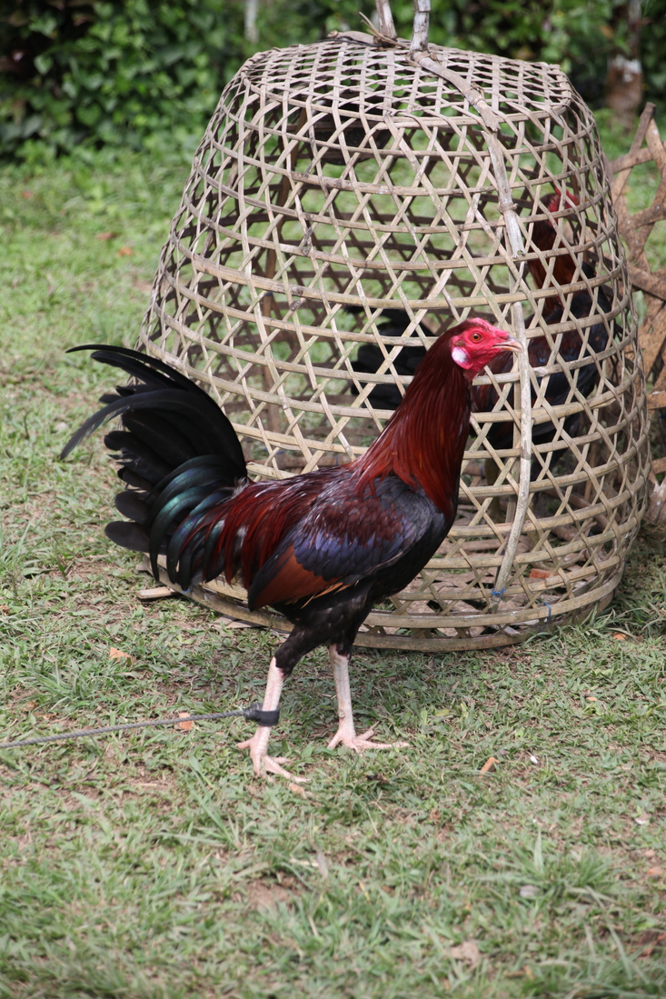 Ubud .0792