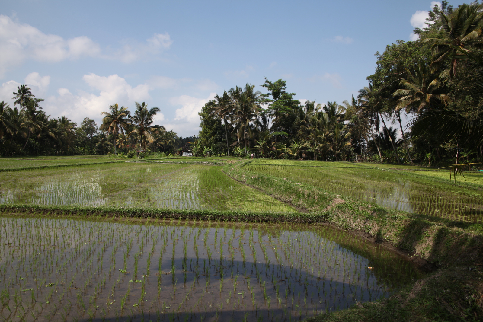 Ubud .0802