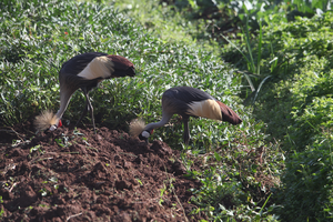 2022 Birds of Uganda