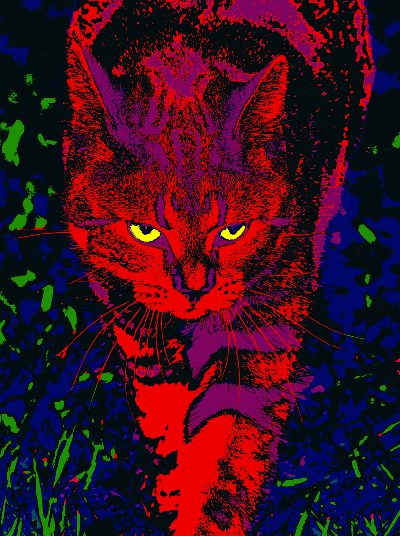 Cat at nocturnal hunt
