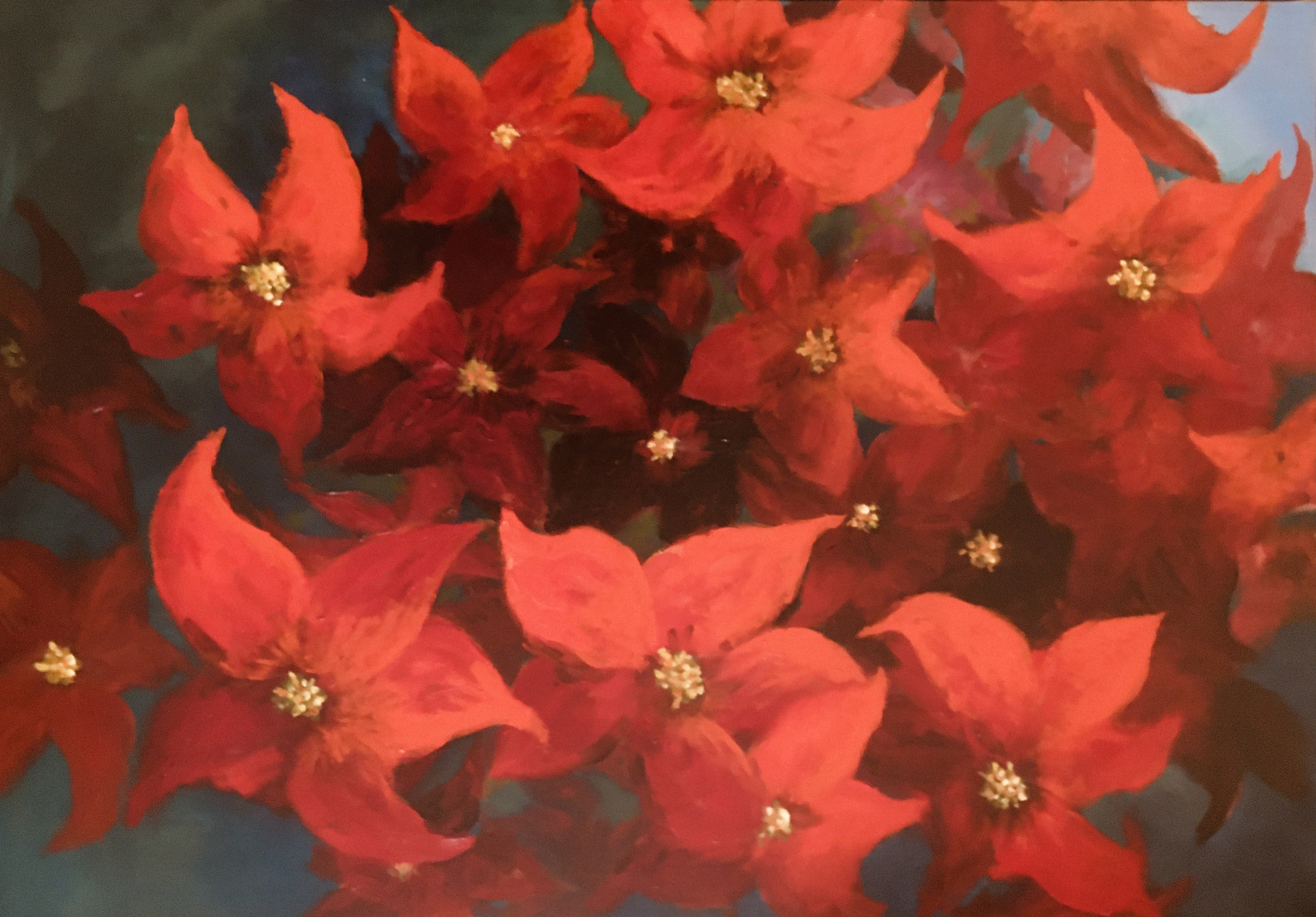 Poinsettia