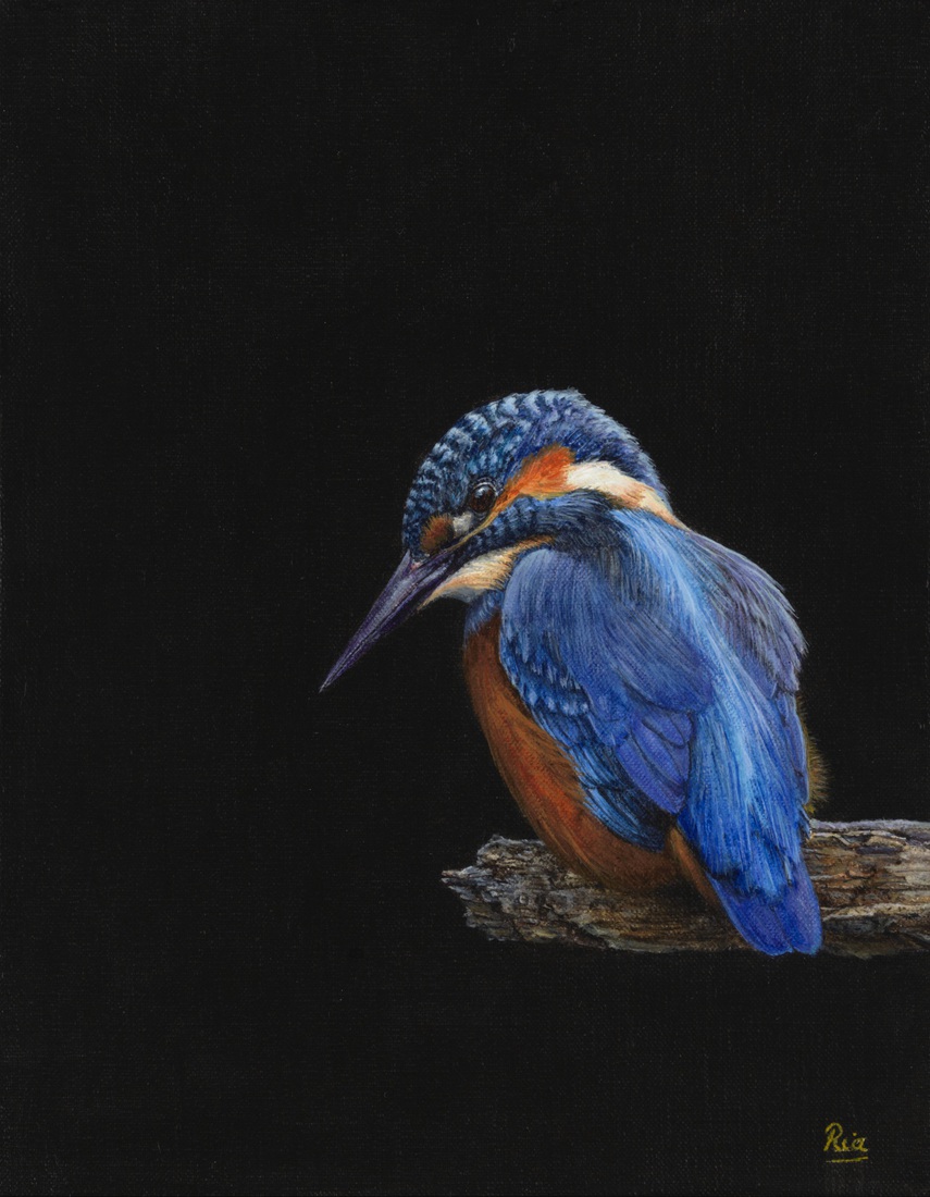 IJsvogel 18