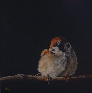 Diverse vogelportretten (warm realisme)