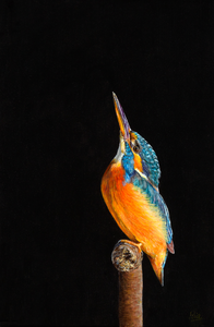 Vogel portretten warm realisme