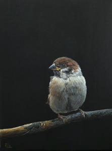 Portretten van diverse vogelsoorten (warm realisme) 