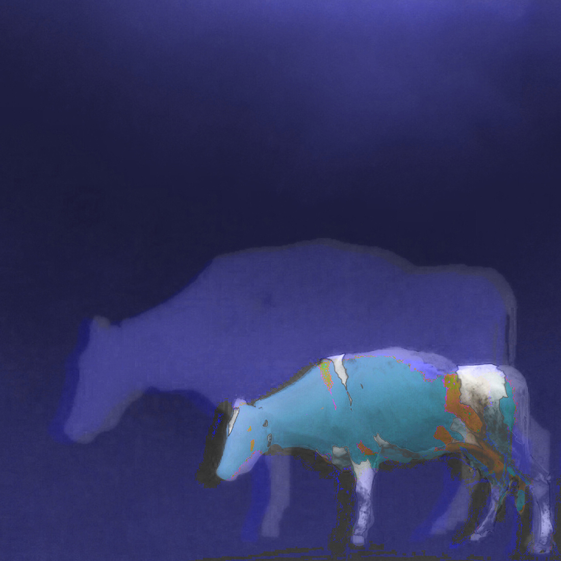 De blauwe koe