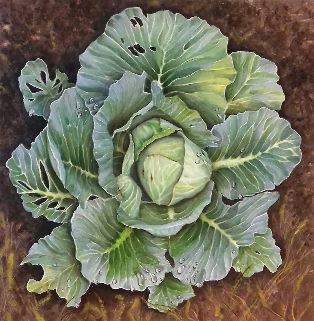 Cabbage