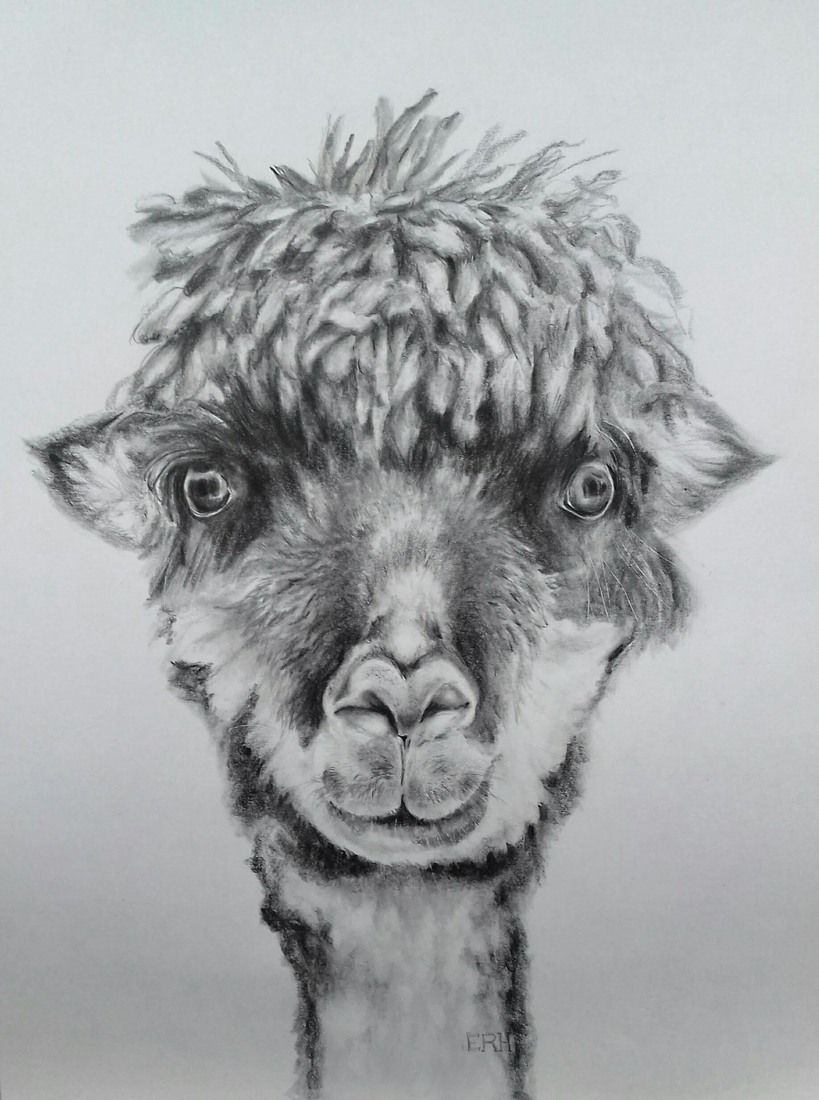 Alpaca