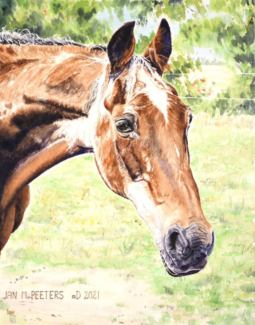 Old trotter Zeres Boszorg