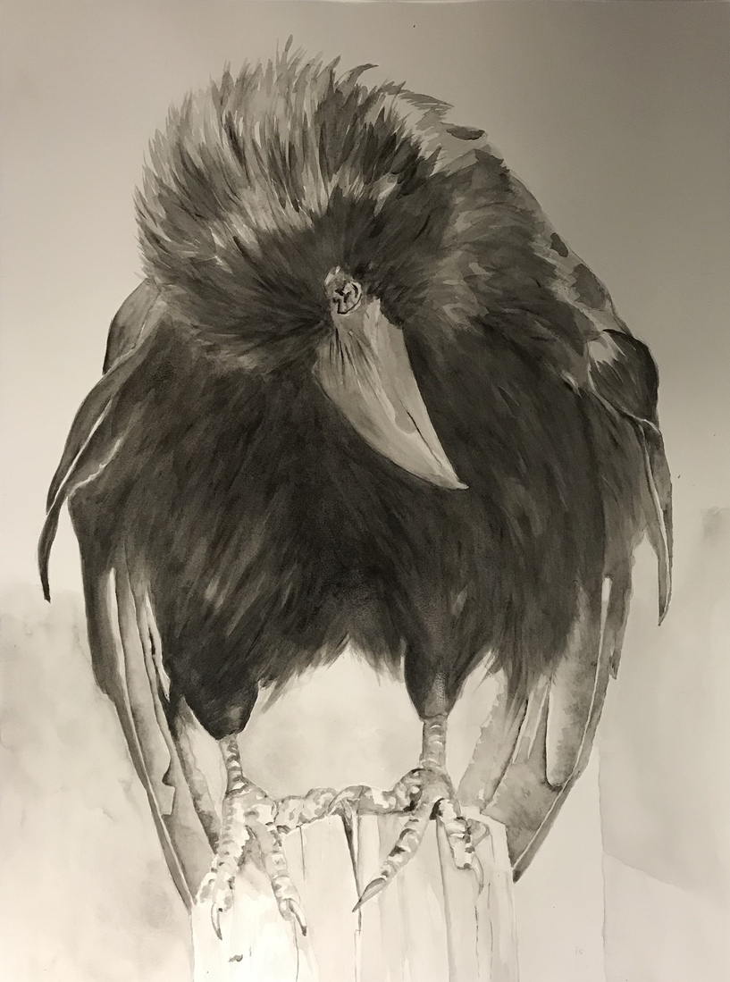 Kraai in aquarel - Crow in aquarel