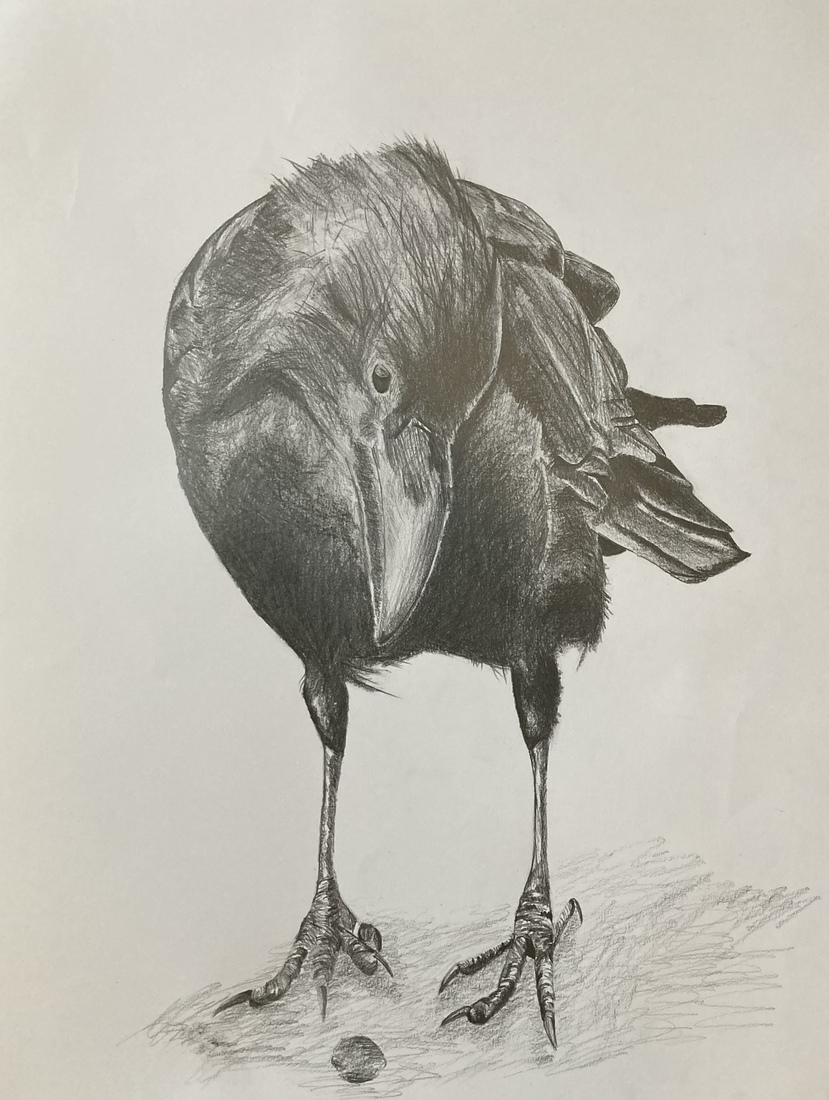 Kraai - Crow