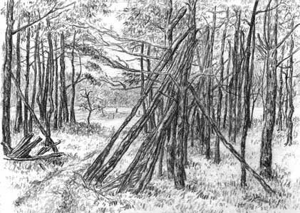 Fir wood near Bilthoven