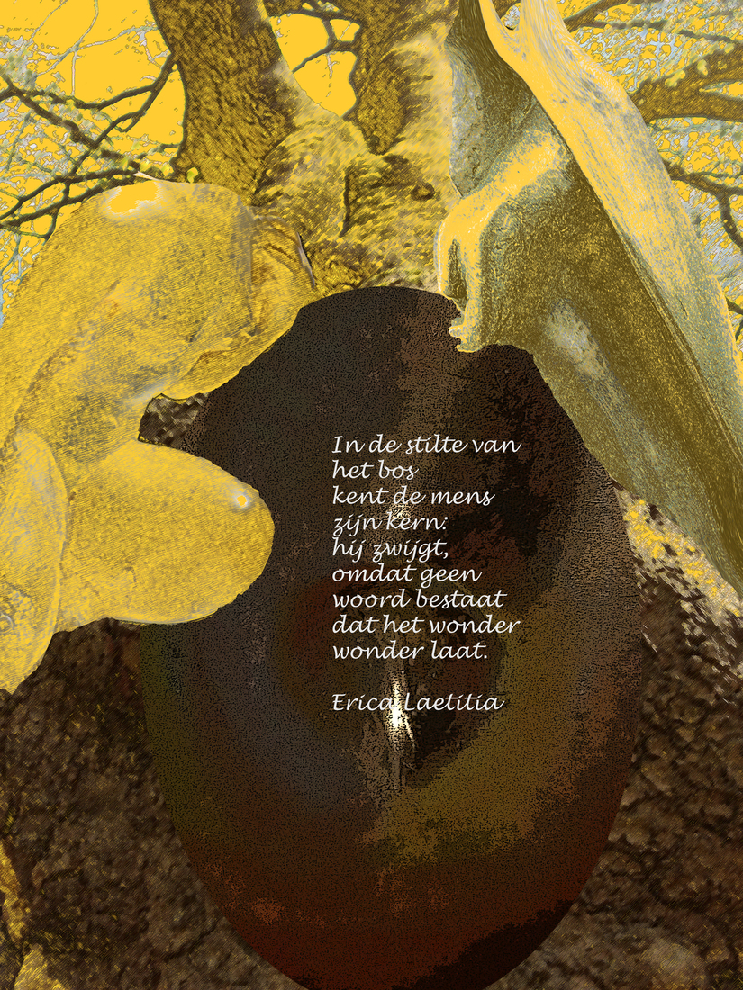 In de Stilte van het Bos