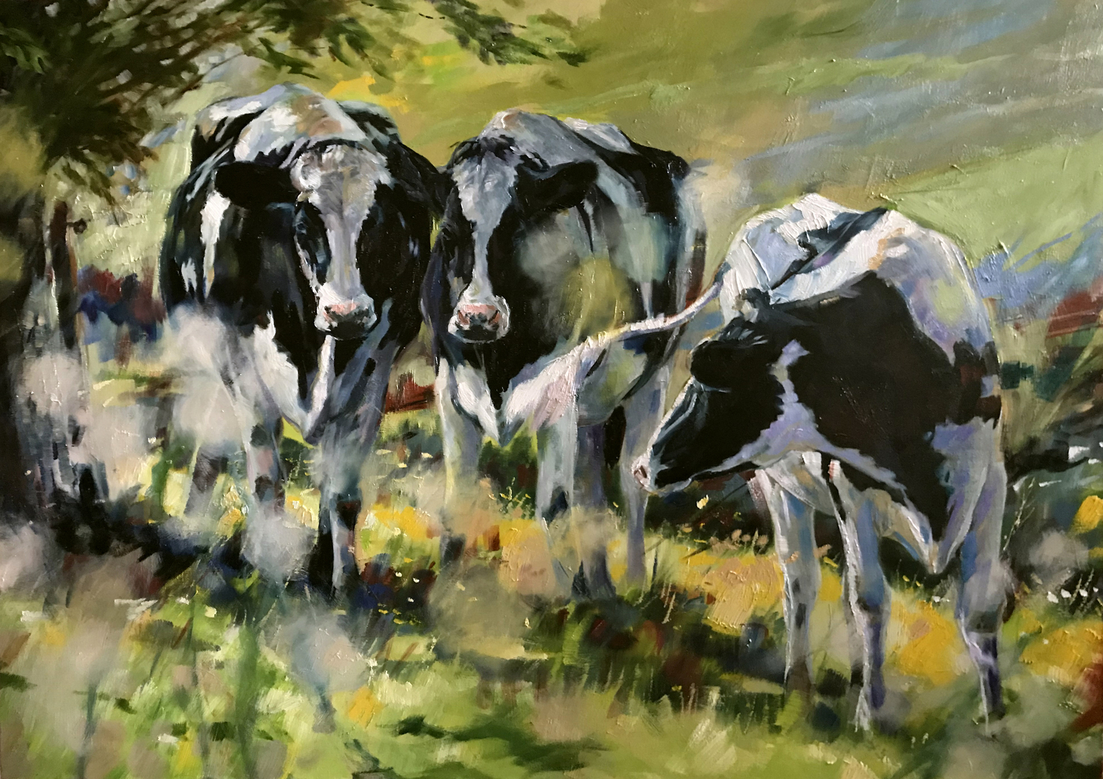 Cows