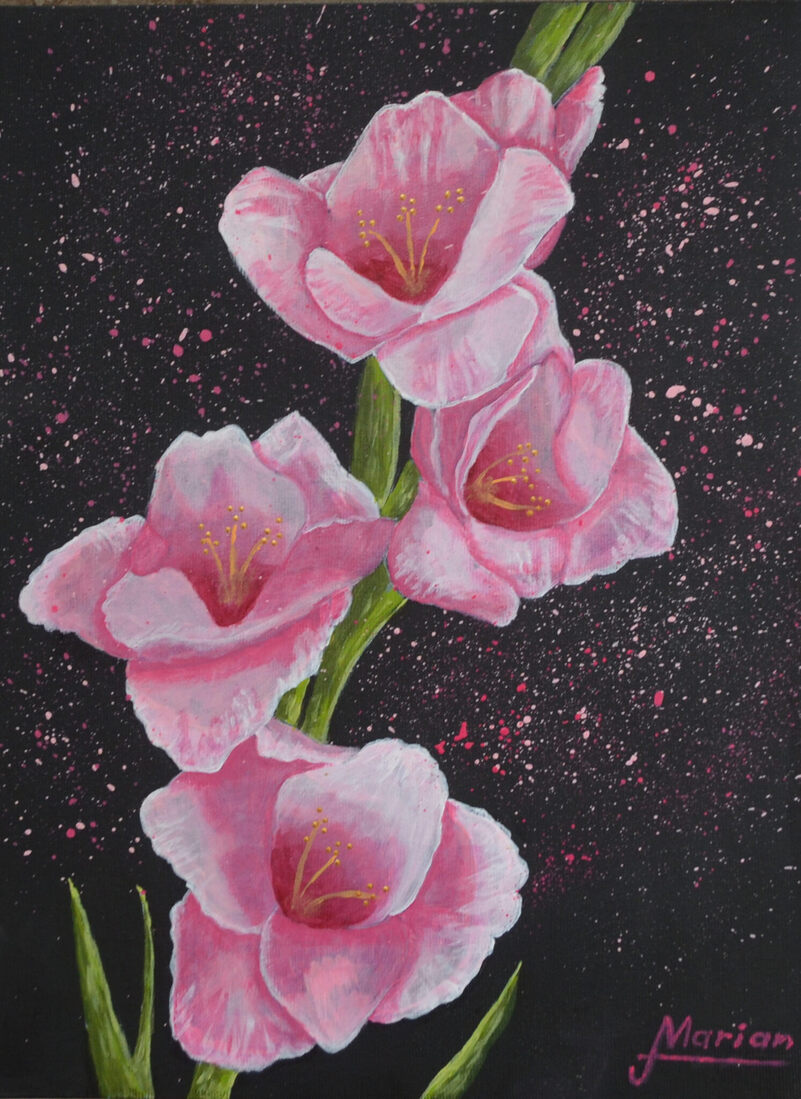 Pink Gladiool