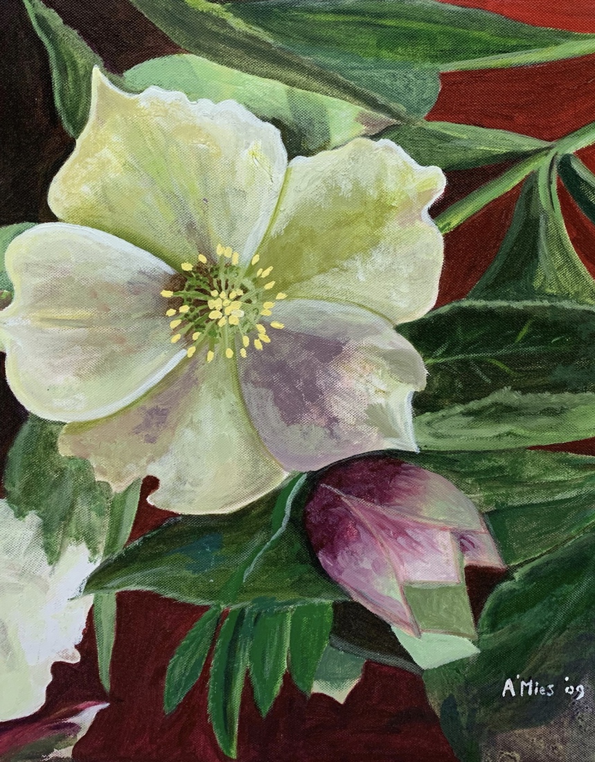 Hellebores