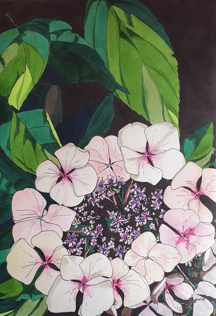 Hydrangea