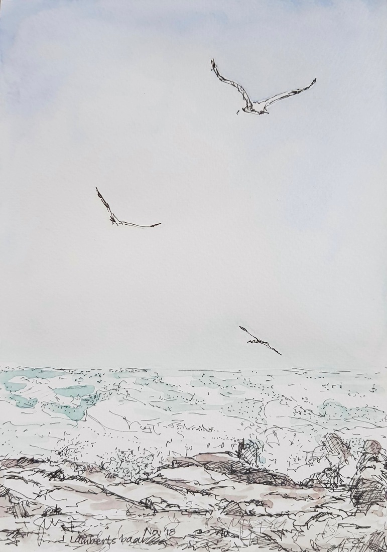 Seagulls at Lambert's Bay