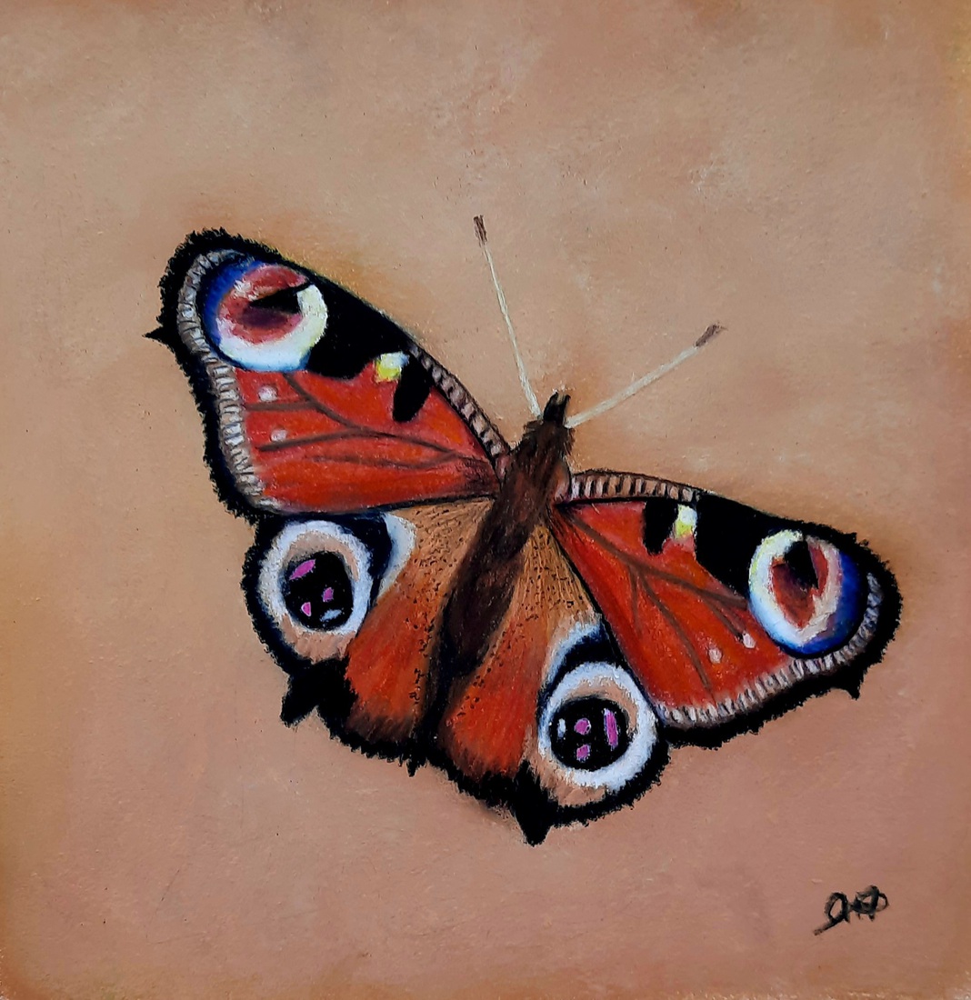 Dagpauwoog (vlinder 3)