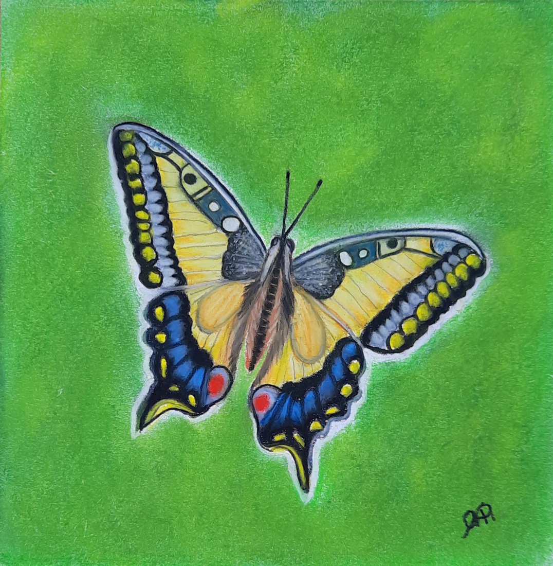 Koninginnenpage (vlinder 2)