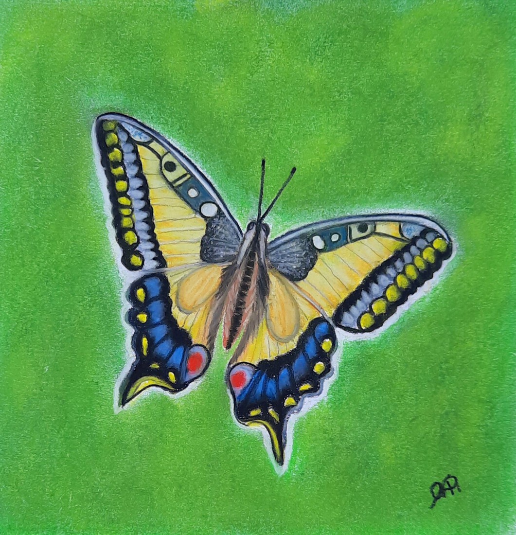 Koninginnenpage (vlinder 2)