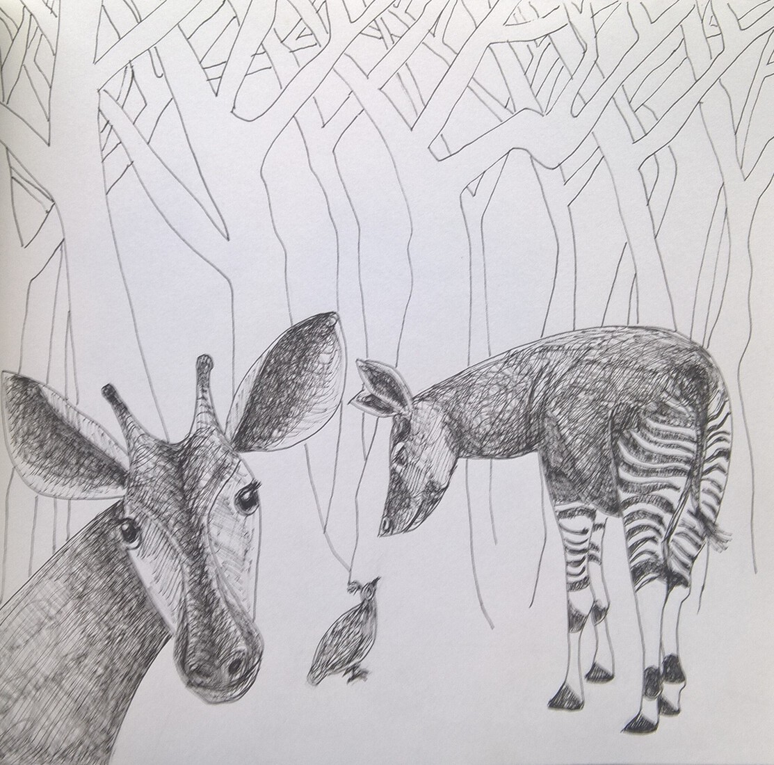Okapi's