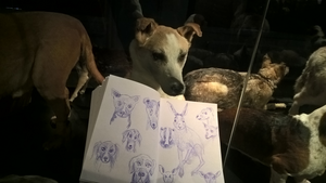 Sinds 1987 teken ik met zwarte pen, inkt en penseel. 
Overal waar ik naar toe ga heb ik een schetsboek bij me en een pen.
Ik schets graag buiten in de natuur, hortussen, natuurhistorisch musea en dierentuinen. 