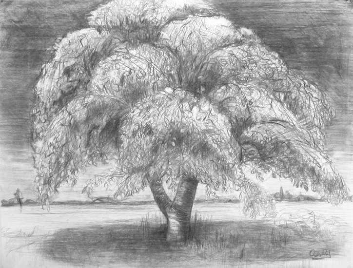 Walnuttree in my garden