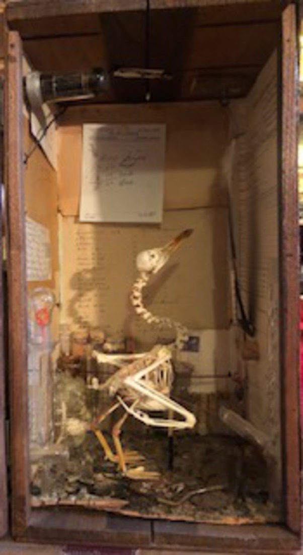 Kapmeeuw, berekenend wanneer hij kan reïncarneren als zwaan.