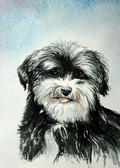 portret hondje