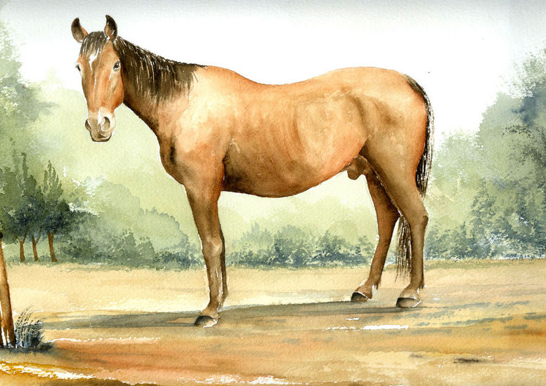 portret paard