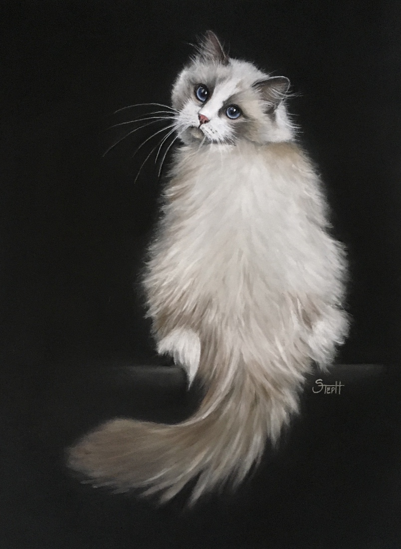 Ragdoll