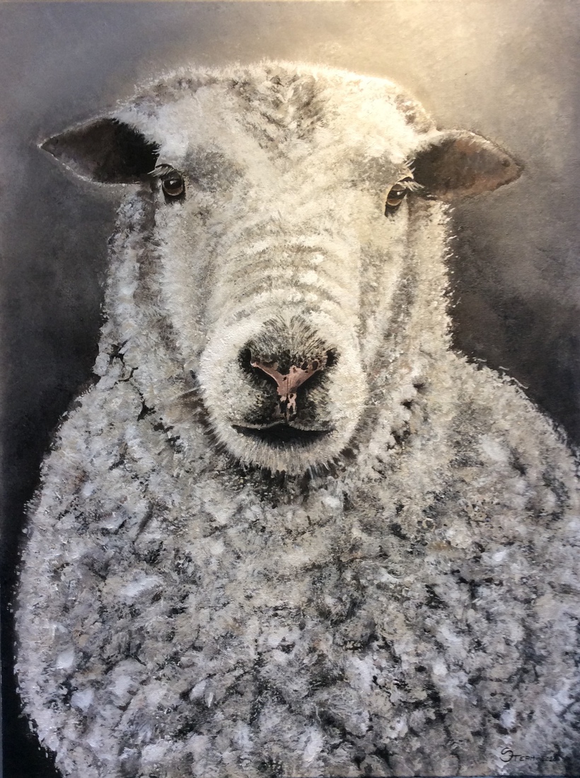 Portret schaap