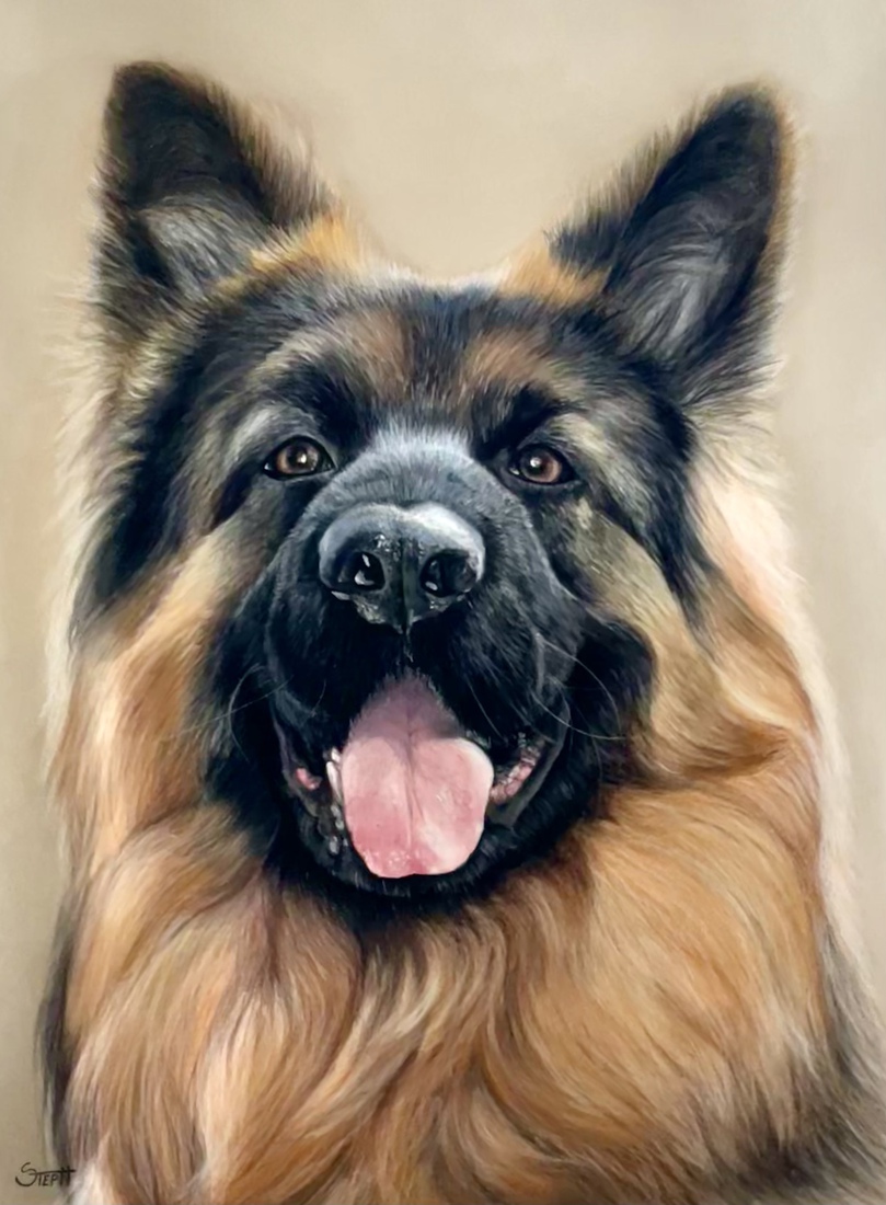 Django, langharige Duitse herder