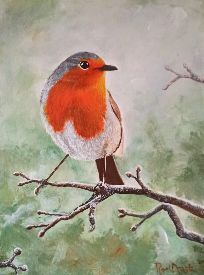 Roodborstje #2