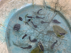 Schalen van keramiek waarin waterleven te zien is. Het waterleven gemaakt van keramiek en natuurlijke materialen is gegoten in epoxy 