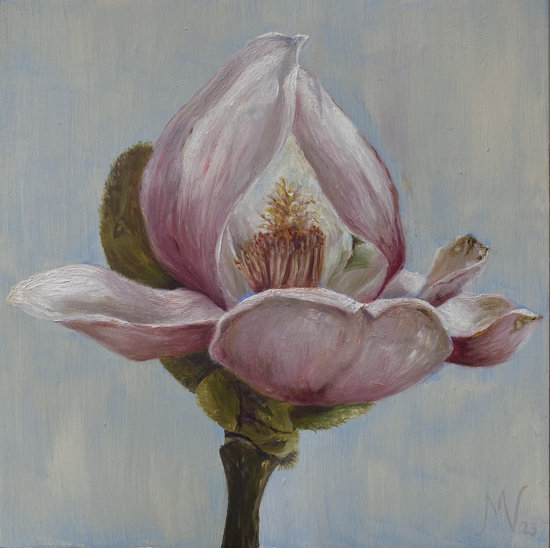Magnolia II