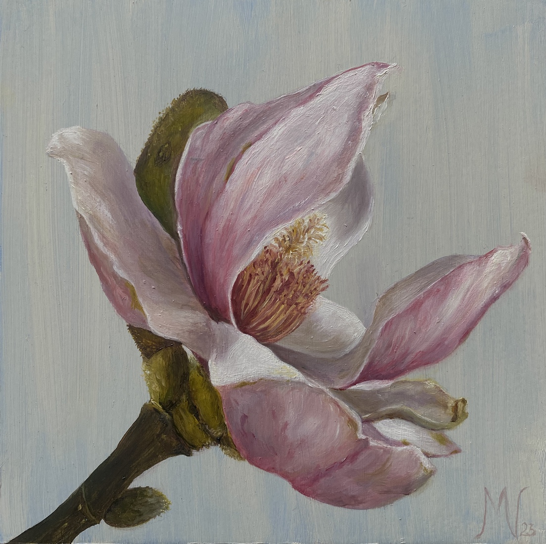 Magnolia III