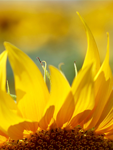 Fotografie Puur. Zonder bewerkingen. 