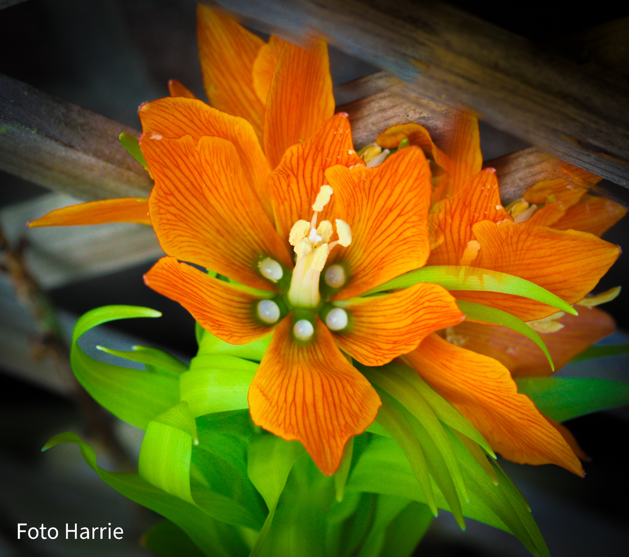 op weg naar Koningsdag