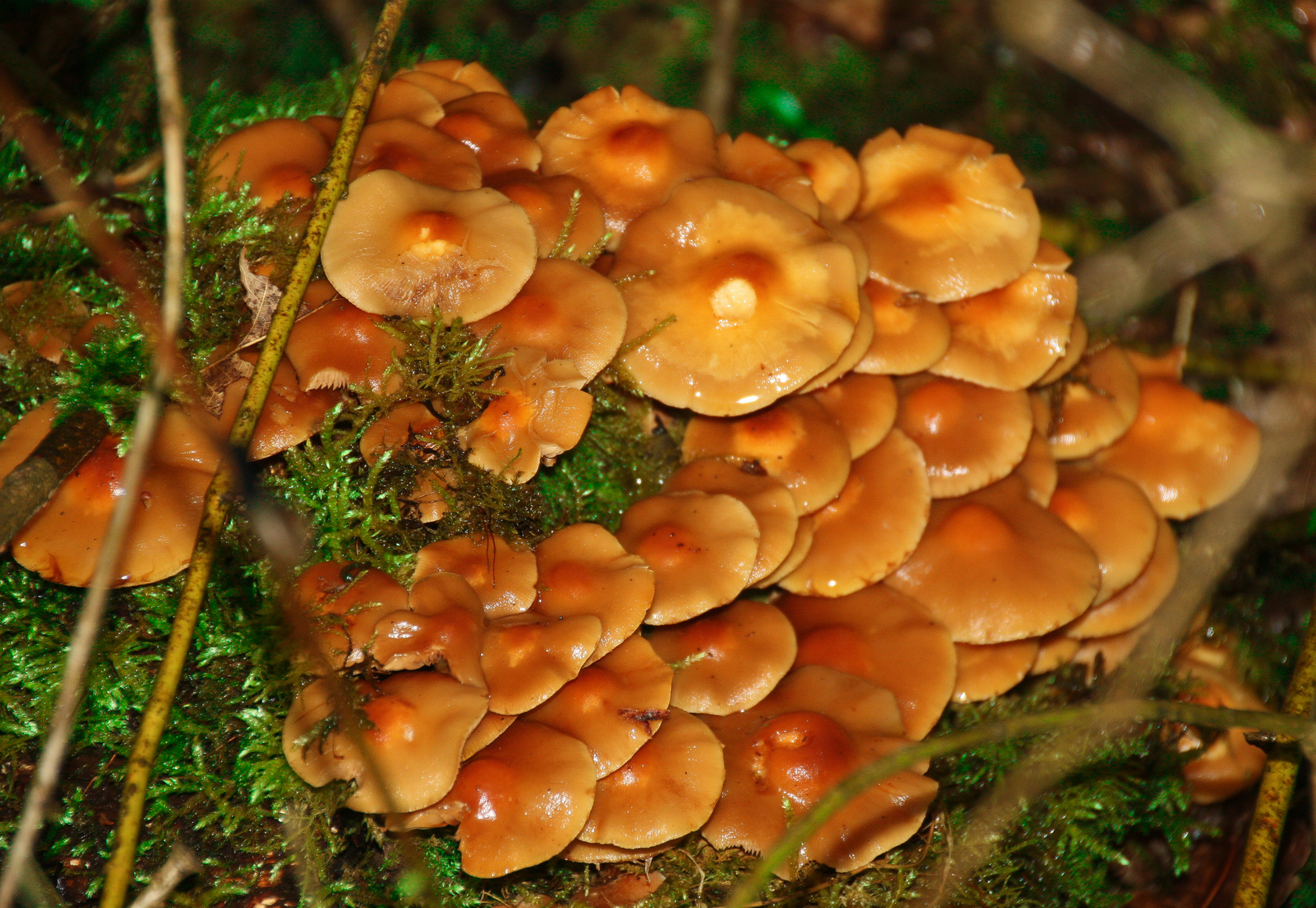 Paddestoelen in het voorjaar?