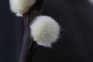 Hier staan zomaar wat macro opnamen van de natuur. allen gemaakt met een Canon EOS 450D met een Sigma macro 105 mm
