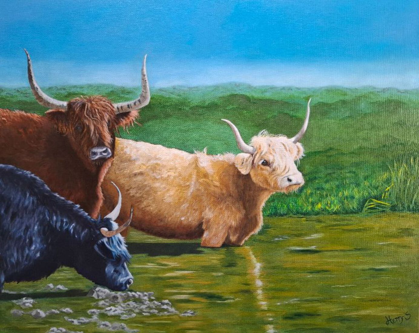 3-kleurtjes schotse hooglanders