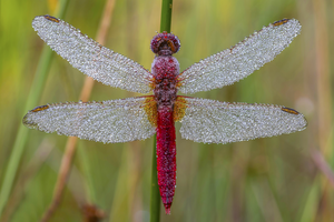 Met macro fotografie gaat er letterlijk een nieuwe wereld voor me open.
Het is altijd weer fascinerend om vlinders, bloemen, paddestoelen en libellen van dichtbij te fotograferen.