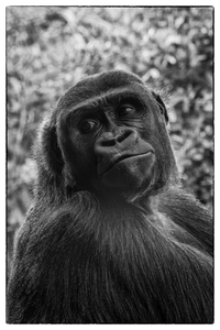 Dieren in een dierentuin stemmen mij altijd een beetje triest. Vooral bij de intelligente mensapen vraag ik me vaak af wat er in hun omgaat als ze ons door het glas zien staren.