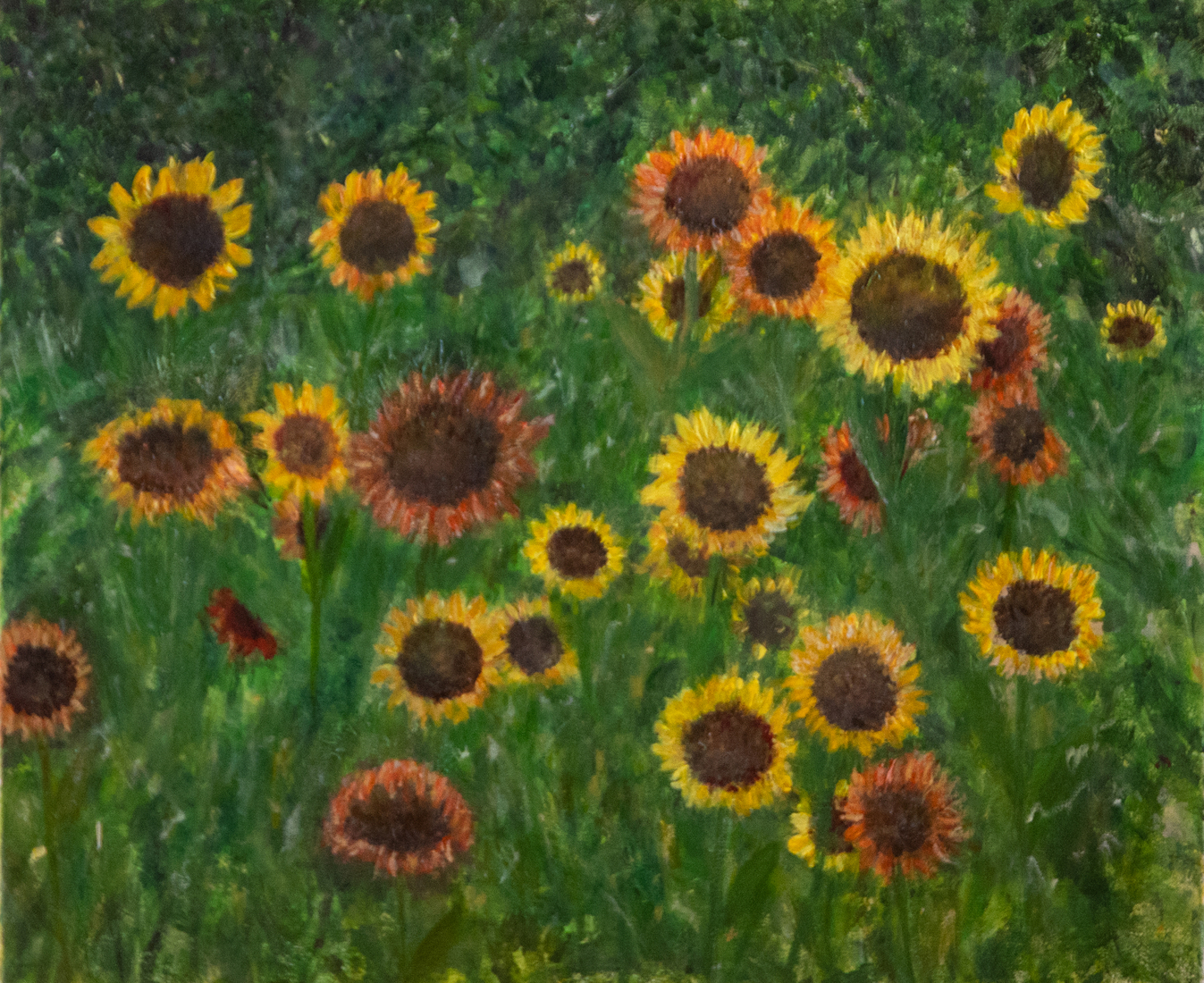 Zonnebloemen in het vrije veld