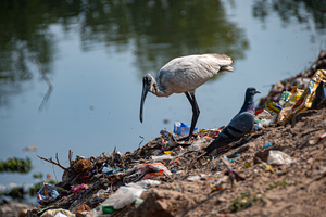 milieu problemen in ontwikkelingslanden.