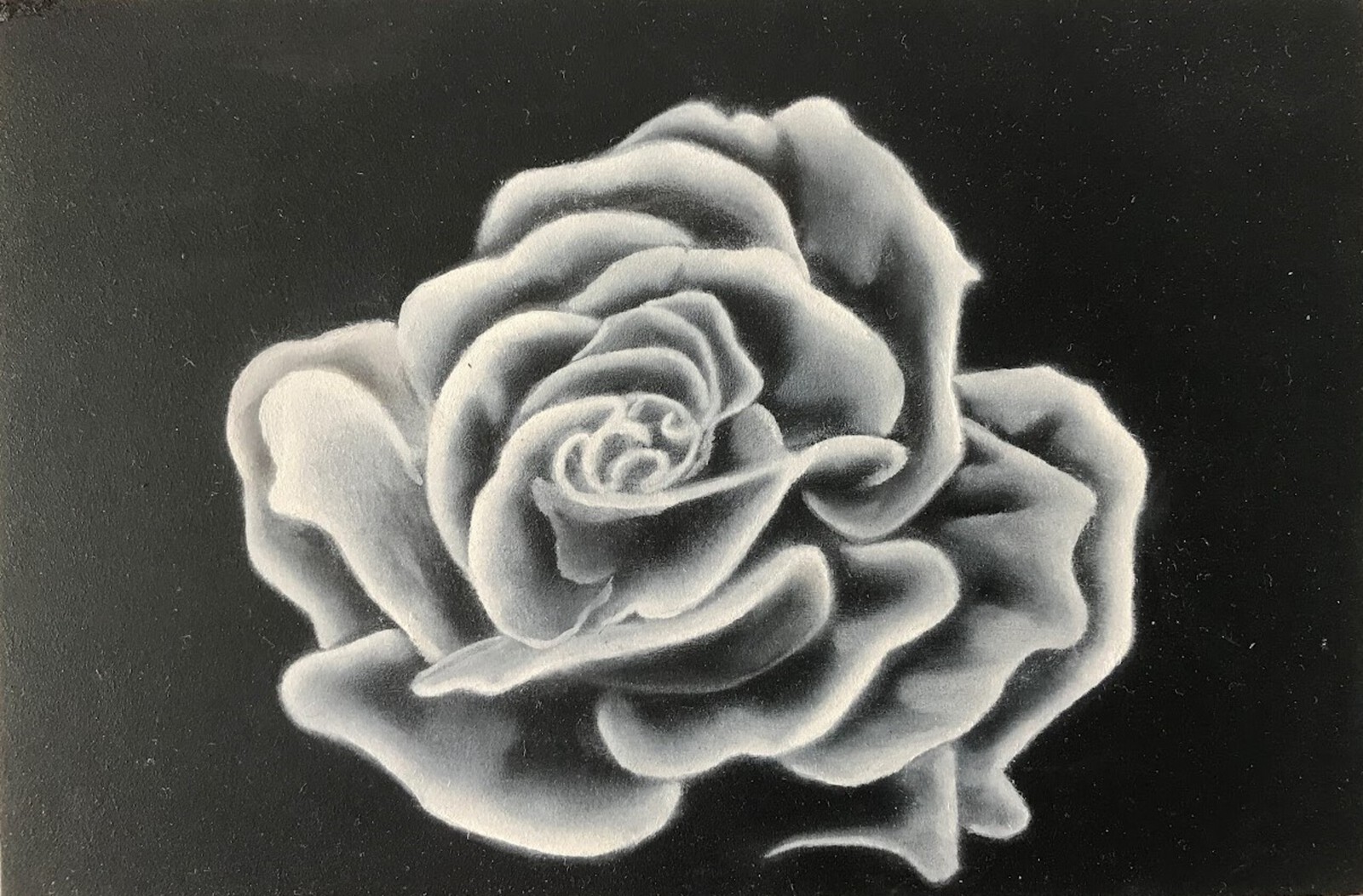Roos Grisaille