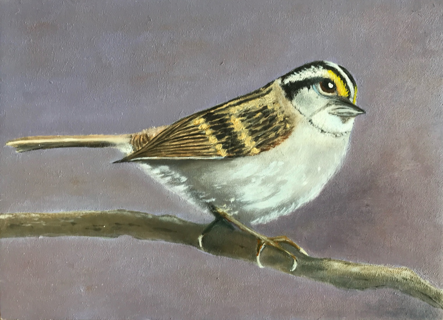 Musje Vogeltje op tak